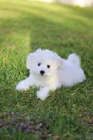 Snowball , a male Havanese for sale in Saint Cloud, FL – Photo 3 of 7