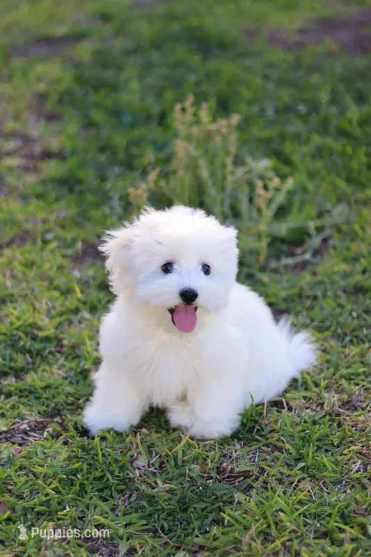 Snowball  – Havanese puppy for sale in Saint Cloud, FL