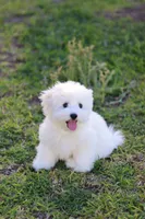 Snowball , a male Havanese for sale in Saint Cloud, FL – Photo 1 of 7