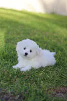 Snowball , a male Havanese for sale in Saint Cloud, FL – Photo 4 of 7