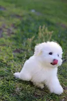 Snowball , a male Havanese for sale in Saint Cloud, FL – Photo 2 of 7
