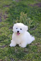 Snowball , a male Havanese for sale in Saint Cloud, FL – Photo 6 of 7