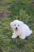 Snowball , a male Havanese for sale in Saint Cloud, FL – Photo 7 of 7