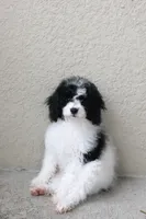 Rehome puppy , a male Cockapoo for sale in Kissimmee, FL – 6 of 7