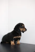 Black princess , a female Miniature Dachshund for sale in Kissimmee, FL – 3 of 10