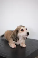 AKC Leo, a male Miniature Dachshund for sale in Kissimmee, FL – 7 of 8