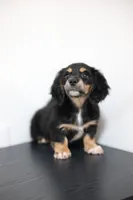 White toe girl , a female Miniature Dachshund for sale in Kissimmee, FL – 7 of 10