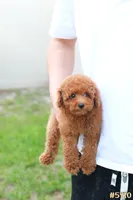 Lily , a female Poodle - Toy  for sale in Kissimmee, FL – 6 of 10