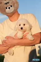 AKC Snowball, a male Bichon Frise for sale in Kissimmee, FL – 9 of 10
