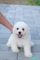 AKC snowflake , a male Bichon Frise for sale in Kissimmee, FL – 6 of 10