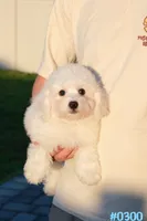 AKC Snowball, a male Bichon Frise for sale in Kissimmee, FL – 3 of 10