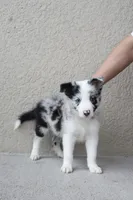 Milo , a male Border Collie for sale in Kissimmee, FL – 3 of 6