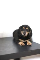 Black princess , a female Miniature Dachshund for sale in Kissimmee, FL – 7 of 10