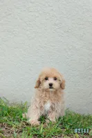 Milo, a male Maltipoo for sale in Kissimmee, FL – 8 of 9