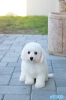 AKC Snowball, a male Bichon Frise for sale in Kissimmee, FL – 5 of 10