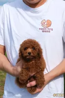 Lily , a female Poodle - Toy  for sale in Kissimmee, FL – 2 of 10