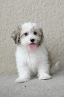 Rita , a female Coton de Tulear for sale in Kissimmee, FL – 7 of 7