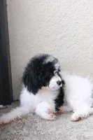 Rehome puppy , a male Cockapoo for sale in Kissimmee, FL – 3 of 7
