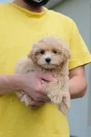 Miko, a male Maltipoo for sale in Kissimmee, FL – 2 of 10