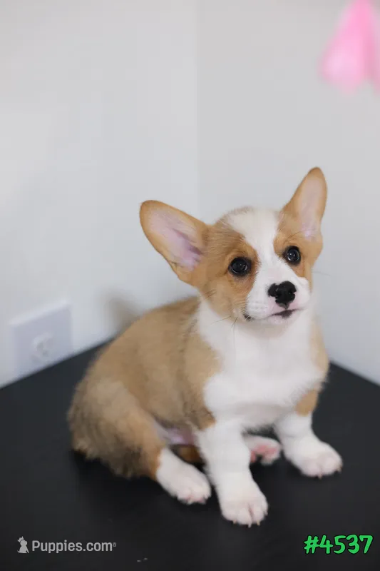 Mikey – Pembroke Welsh Corgi puppy for sale in Kissimmee, FL