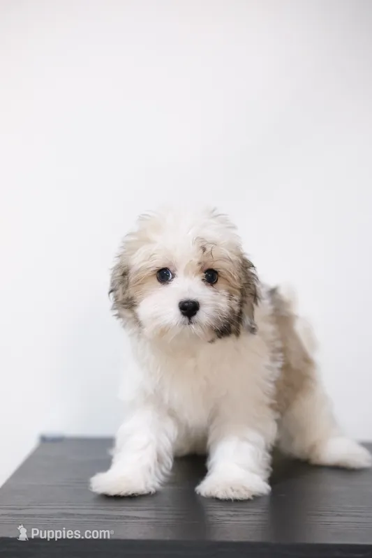 Rita  – Coton de Tulear puppy for sale in Kissimmee, FL