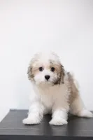 Rita , a female Coton de Tulear for sale in Kissimmee, FL – 1 of 7