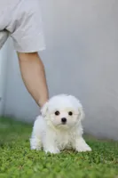 AKC Milo , a male Maltese for sale in Saint Cloud, FL – Photo 7 of 7