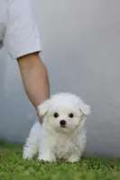 AKC Milo , a male Maltese for sale in Saint Cloud, FL – Photo 5 of 7