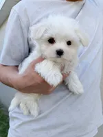 AKC Milo , a male Maltese for sale in Saint Cloud, FL – Photo 2 of 7