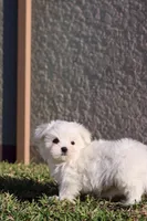 AKC Milo , a male Maltese for sale in Saint Cloud, FL – Photo 6 of 7