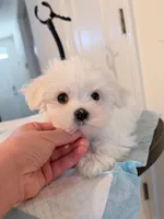 AKC Milo , a male Maltese for sale in Saint Cloud, FL – Photo 4 of 7