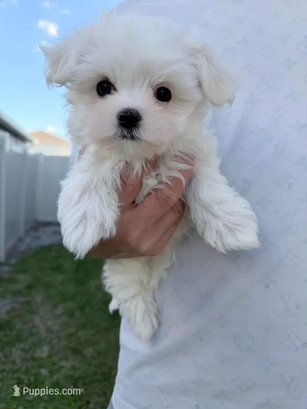 AKC Milo  – Maltese puppy for sale in Saint Cloud, FL