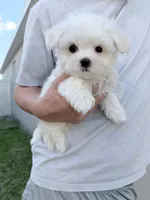 AKC Milo , a male Maltese for sale in Saint Cloud, FL – Photo 3 of 7