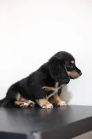 White toe girl , a female Miniature Dachshund for sale in Kissimmee, FL – 10 of 10