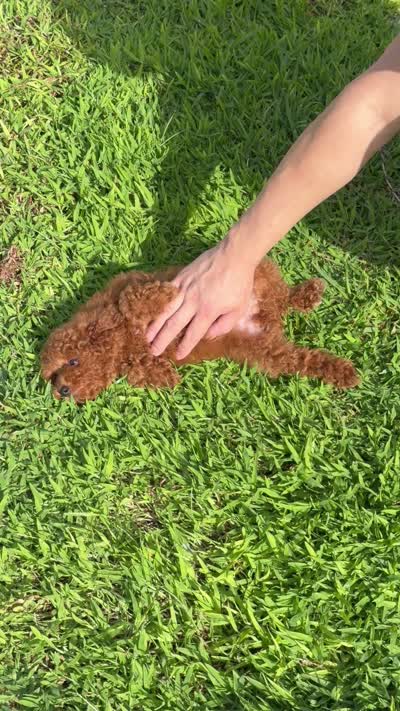 Lily , a female Poodle - Toy  for sale in Kissimmee, FL – 10 of 10