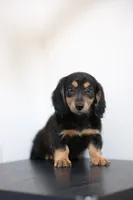 Black princess , a female Miniature Dachshund for sale in Kissimmee, FL – 5 of 10