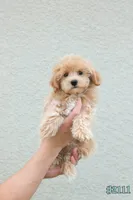 Milo, a male Maltipoo for sale in Kissimmee, FL – 2 of 9