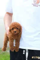 Lily , a female Poodle - Toy  for sale in Kissimmee, FL – 4 of 10
