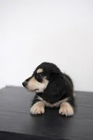 AKC Lina , a female Miniature Dachshund for sale in Kissimmee, FL – 6 of 9
