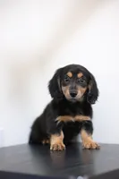 Black princess , a female Miniature Dachshund for sale in Kissimmee, FL – 2 of 10