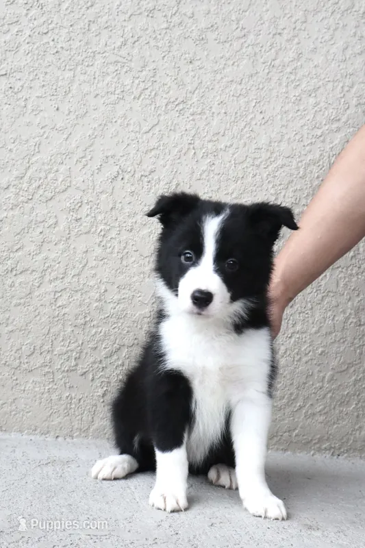 Mia  – Border Collie puppy for sale in Kissimmee, FL