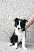 Mia , a female Border Collie for sale in Kissimmee, FL – 1 of 7
