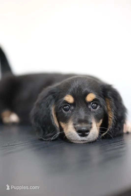 White toe girl  – Miniature Dachshund puppy for sale in Kissimmee, FL