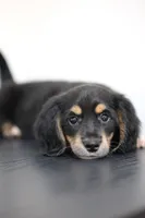 White toe girl , a female Miniature Dachshund for sale in Kissimmee, FL – 1 of 10