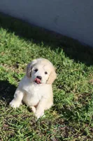 Luna, a female Cockapoo for sale in Saint Cloud, FL – Photo 1 of 6
