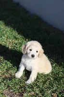 Luna, a female Cockapoo for sale in Saint Cloud, FL – Photo 5 of 6