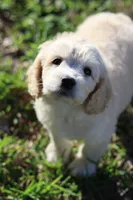 Luna, a female Cockapoo for sale in Saint Cloud, FL – Photo 3 of 6