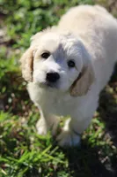 Luna, a female Cockapoo for sale in Saint Cloud, FL – Photo 4 of 6