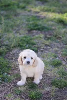 Luna, a female Cockapoo for sale in Saint Cloud, FL – Photo 2 of 6