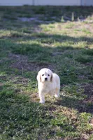 Luna, a female Cockapoo for sale in Saint Cloud, FL – Photo 6 of 6